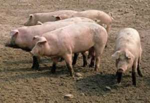 Swine fever kills 600 pigs