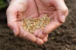 How Seed Laws Make Farmers’ Seeds Illegal