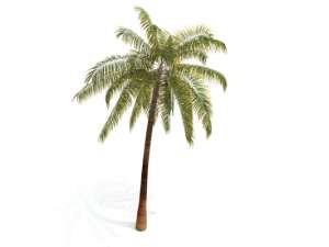 Palm Tree Lessons for Politics