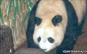 Ming Ming pictured during a stint at London Zoo in 1993