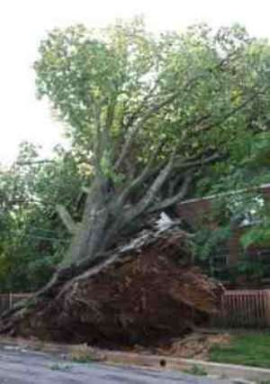 A Monumental Tree is Uprooted