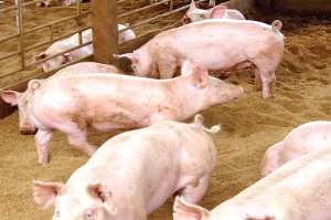 Pig farmers advised on good feed