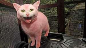 Woman dyed cat pink to match her hair