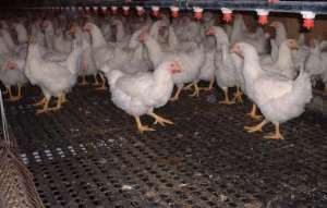 Ghana Poised To Export Poultry