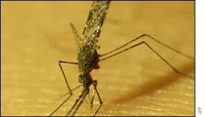 Malaria Case in Texas Linked to Blood Transfusion