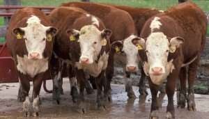 Ghana, 46 other countries to get 31.2 million euros for livestock farming