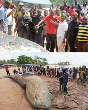 Funeral held for 21st whale washed ashore in Western Region