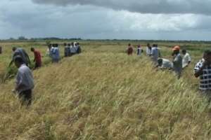 Rice farmers call for ppp to boost production