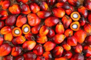 Ghana To Host Africa Sustainable Palm Oil Forum