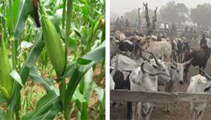 Cattle (left), Maize Farm (right)