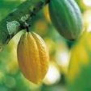 Tourists visit Tetteh Quarshie Cocoa farm