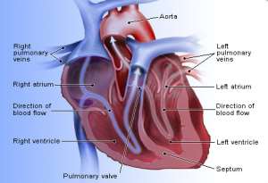 Role Of Herbal Medicines In Treatment Of Cardiovascularheart Disorders. Part 1