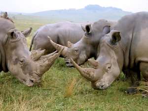 Rhino Population Increase In Assam's Kaziranga National Park