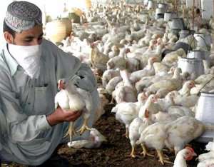 Poultry From Burkina Faso Banned