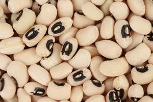 Ghana pilots planting of genetically modified cowpea seeds