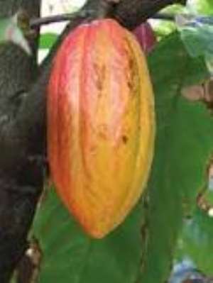 A CHOICE OF COCOA OVER OIL BY YOUNG SMART MINDS