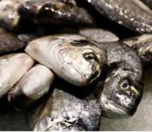 Newmont investigates cause of dead fishes in Water Storage Facility