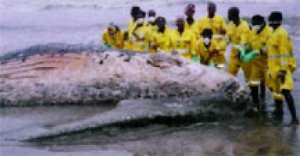 One of the seven whales washed ashore