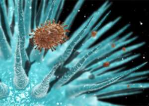 Swine flu virus