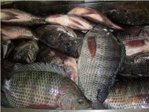 Increased productivity in Ghana from fast-growing Nile Tilapia