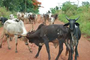 Fulani Herdsmen Threaten Implementation Of CREMA