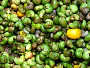 Cashew mass spraying exercise kicks off in Brong Ahafo