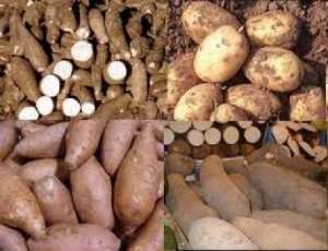 Post harvest losses in root and tuber production to be reversed