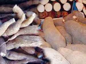 Ghana produced 13 point 5 million tons of cassava in 2010