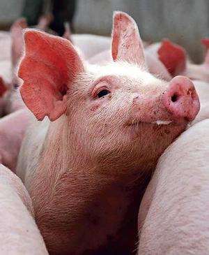 WHO to stop using term 'swine flu' to protect pigs