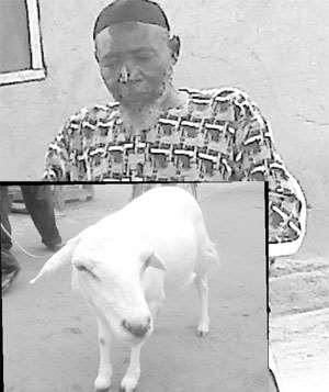 Zongo Chief Nabbed With Stolen Sheep