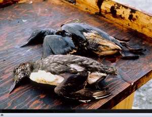 Oil Spill Impact, killing birds