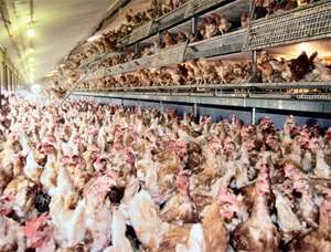 Chickens
