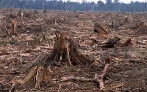 Ghana needs enforceable laws for forest conservation, says CSO