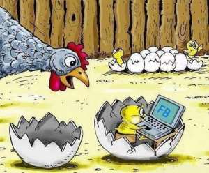 Picture of the day: Young chicks on  facebook