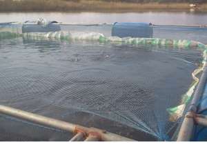 Lack of local feed mills stifling Ghana's fish farming industry