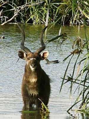 Sitatunga found in Avu Lagoon