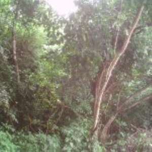 The abandoned site for the Volta University, where the President cut the sod for the project, left to grow weeds
