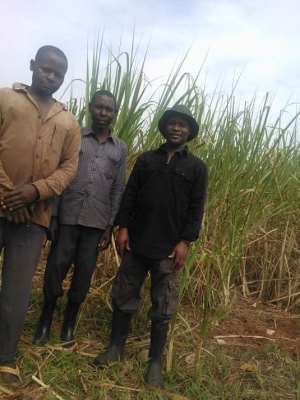 The Pain Of A Small Sugarcane Grower In Busoga Land