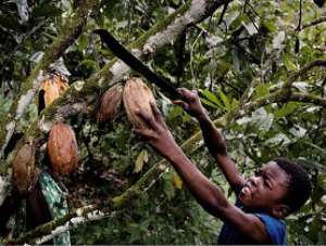 Experts meet to discuss child labour in cocoa growing areas
