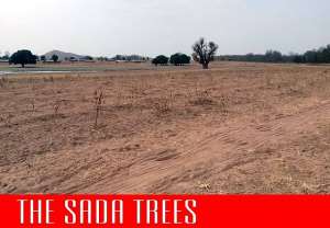 Video: Shocking revelation on SADA trees project