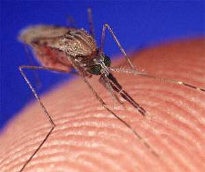 A mosquitoe feeding on its victim