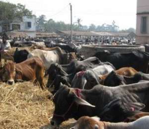 Ghana Federation of Agricultural Produce advocates for cattle ranching legislature