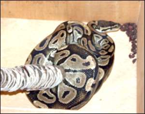 Sakawa snakes on bail