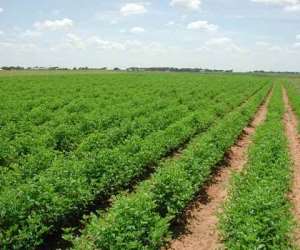 Is Ghana Finally On The Cusp Of Converting Its Agricultural Sector Into Certified And Traceable Organic Production?