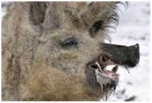 The dangerous snout of the dangerous pig