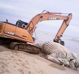 The whale being taken for burial