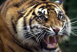 Six tigers remain in an enclosure at Ankara Zoo