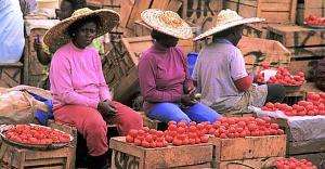 GTLC to hold stakeholders meeting on roadmap for Joint Tomato Enterprise
