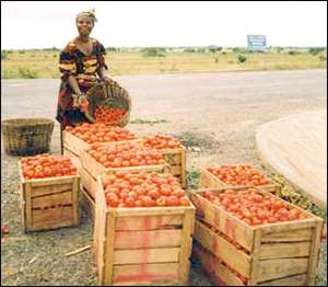 Demand For Fresh Tomato Increases