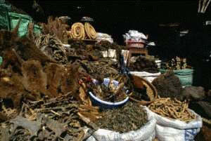 NGO organizes workshop for practitioners of herbal medicine